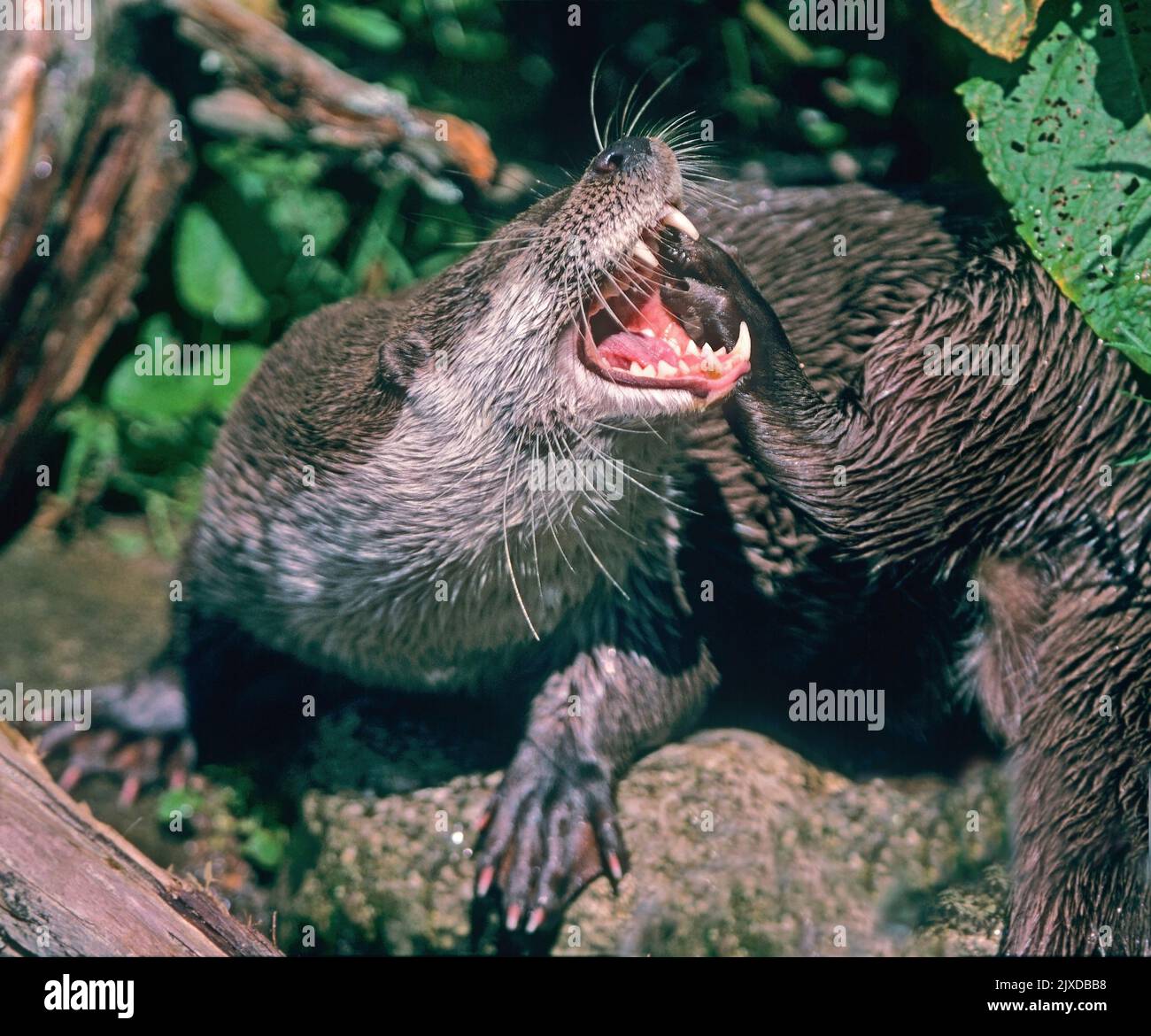 European River Otter (Lutra lutra). Adult yawning. Norfolk, England Stock Photo