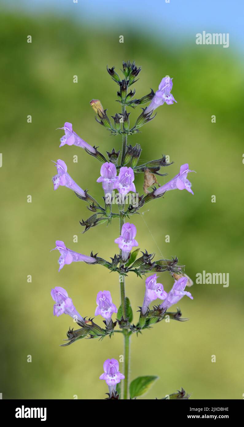 Wood Calamint - Clinopodium menthifolium Stock Photo - Alamy