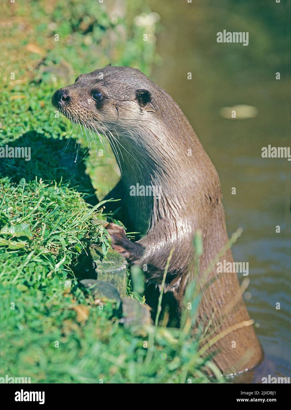 European River Otter (Lutra lutra) rests on the banks of a river . Norfolk, England Stock Photo