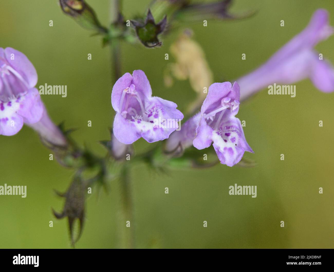 Wood Calamint - Clinopodium menthifolium Stock Photo