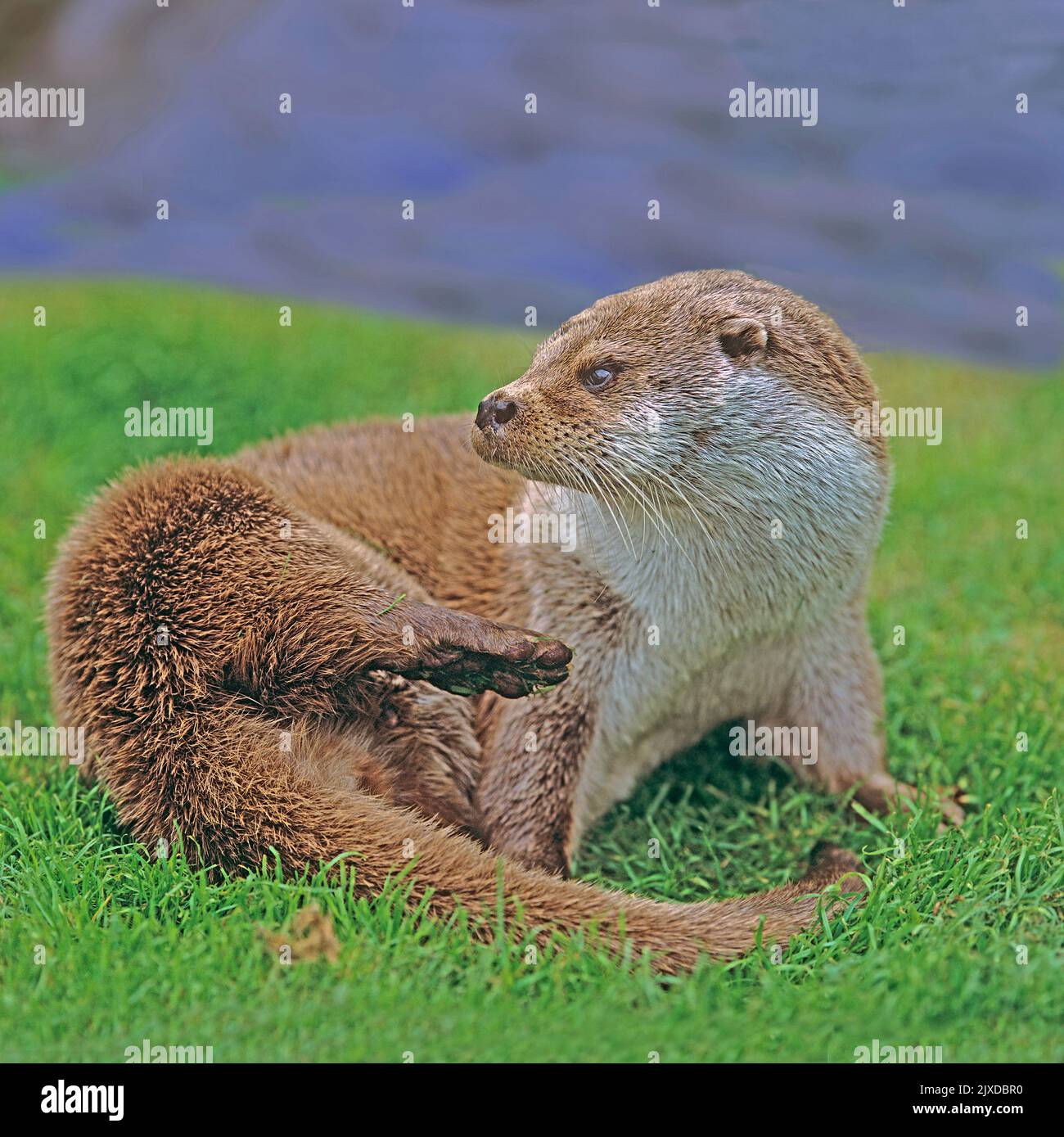 European River Otter (Lutra lutra) grooming at the waters edge. Norfolk, England Stock Photo