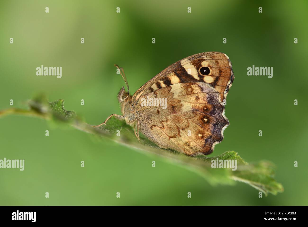 Speckled Wood - Pararge aegeria Stock Photo