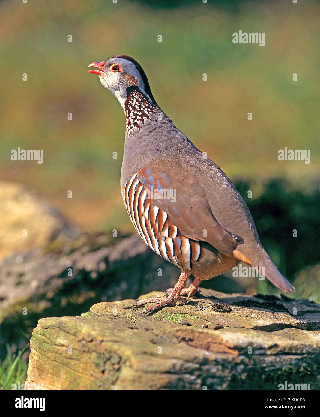 Barbary Partridge (Alectoris barbara). Male calling while stadning on a rock. Italy Stock Photo