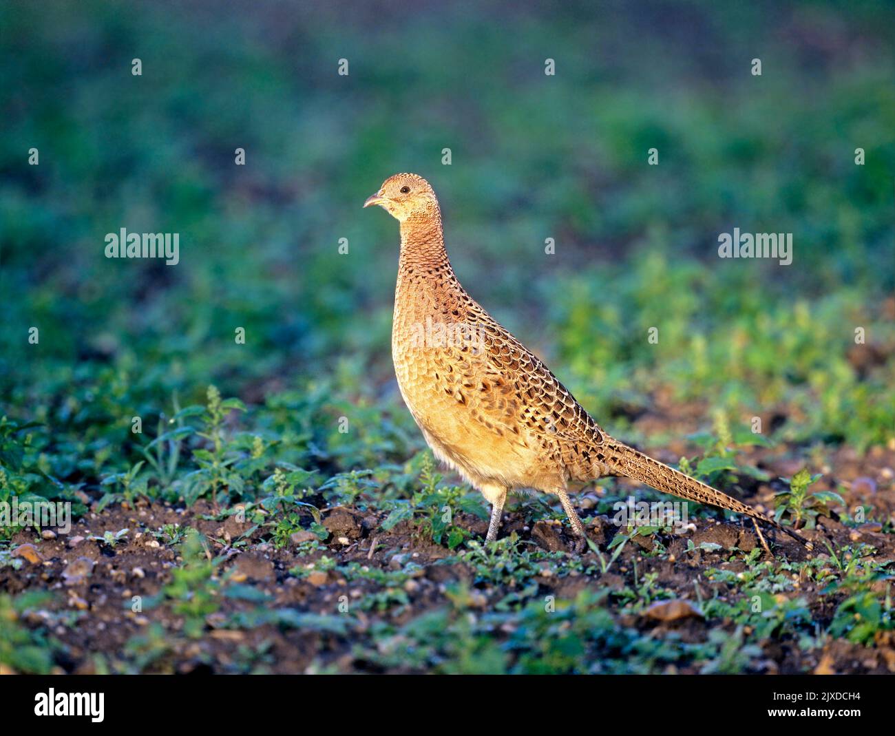Common Pheasant, Ring-necked Pheasant (Phasianus colchicus). Hen walks on a fallow field in early spring Austria Stock Photo