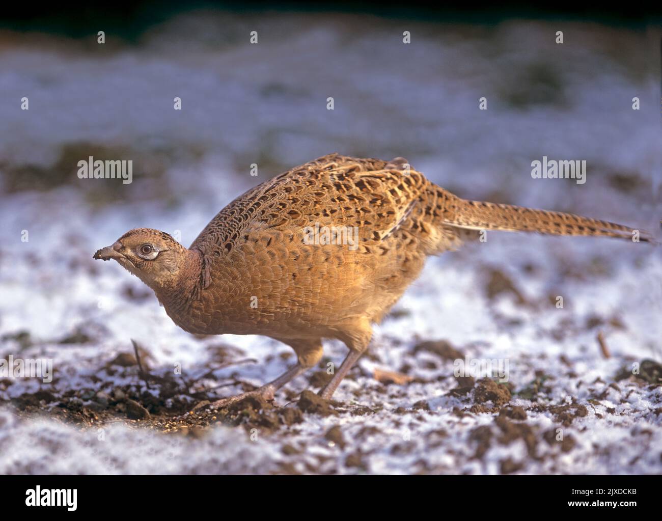Common Pheasant, Ring-necked Pheasant (Phasianus colchicus). Hen foraging in first snow of the year. Austria Stock Photo