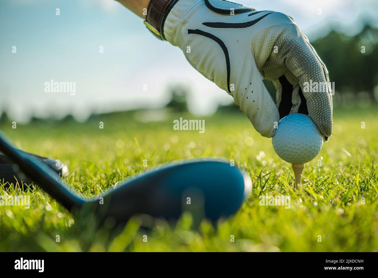 Closeup of a Ball Being Placed on a Tee by a Golf Player in White Glove. Green Course in the Background. Putter Head Laying on a Grass Ready for Actio Stock Photo