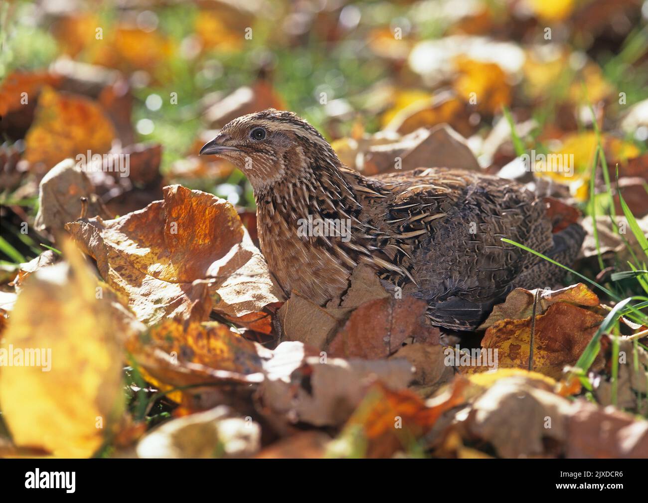 Common Quail (Coturnix coturnix) in leaf litter. Germany Stock Photo