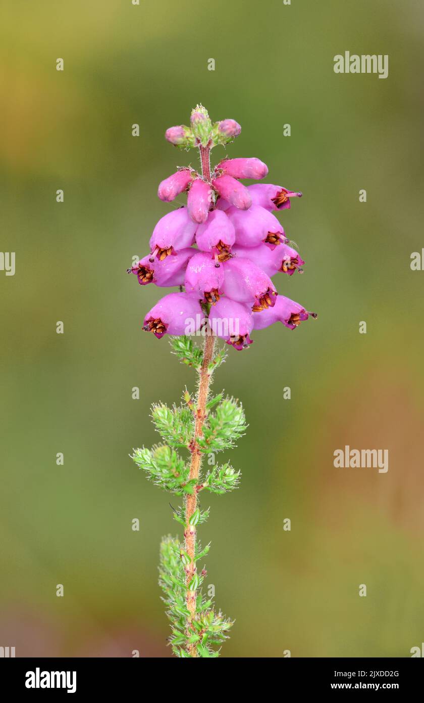 Dorset Heath - Erica ciliaris Stock Photo