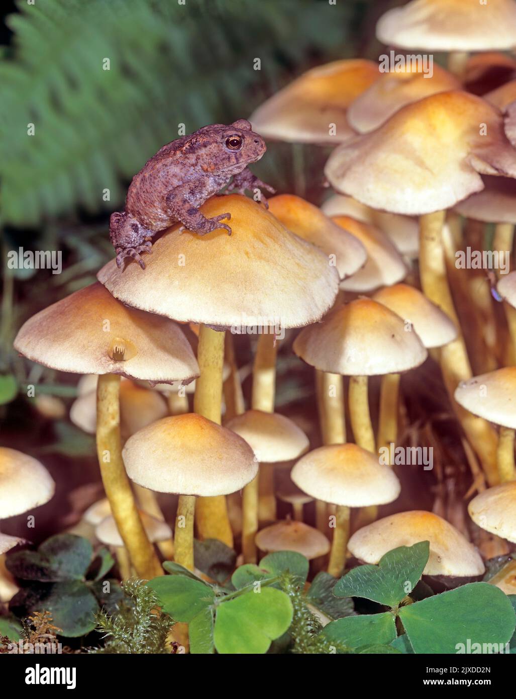 Common Toad (Bufo bufo). Juvenile on  Sulphur Tuft (Hypholoma fasciculare) fungi. Austria Stock Photo