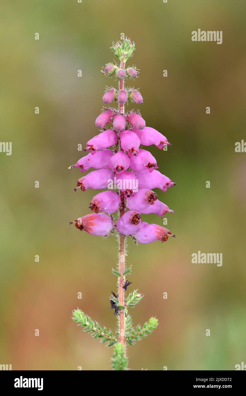 Dorset Heath - Erica ciliaris Stock Photo