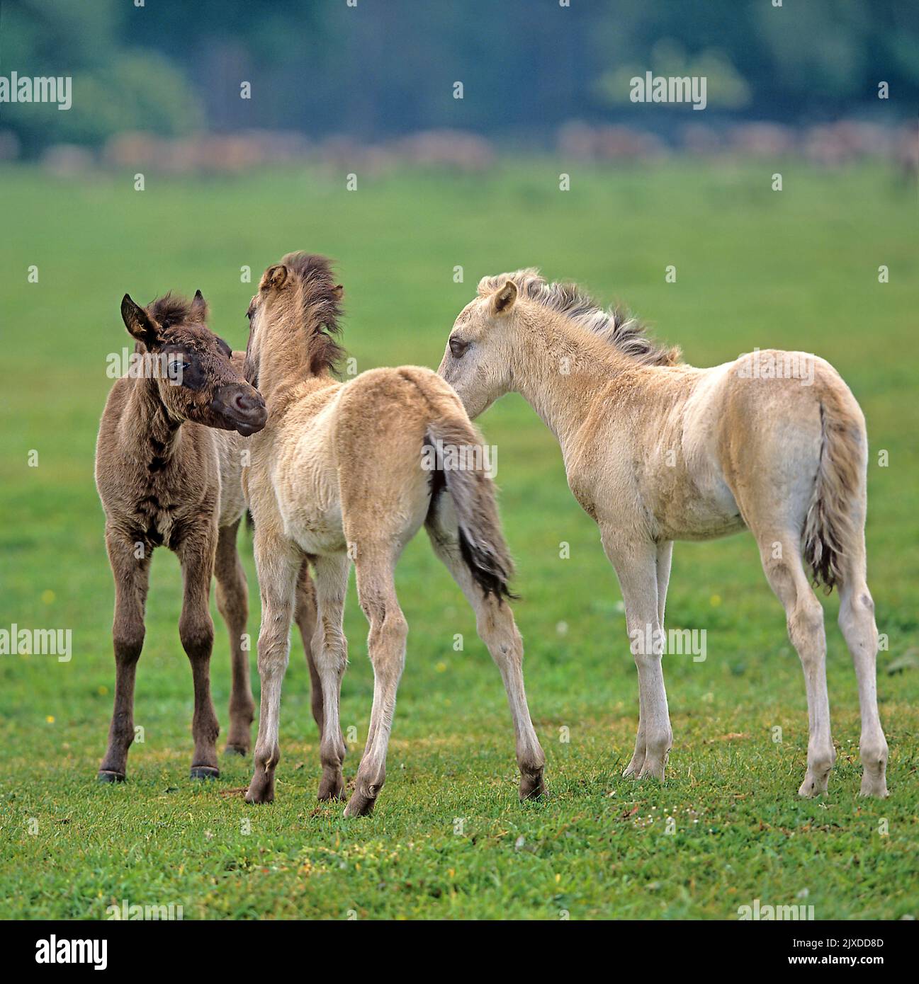 Duelmen Pony,. Three foals greet each other, get to know each other, sniff each other, new friends. Duelmen, Meerfelder Bruch, North Rhine-Westphalia. Germany Stock Photo
