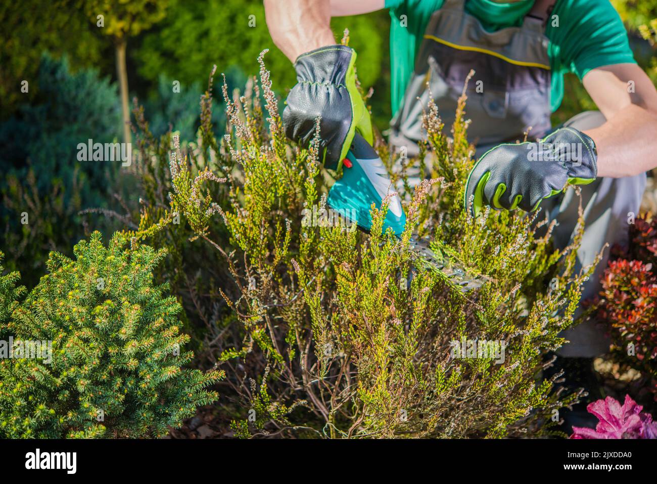 Closeup of Shrub Being Cut by Caucasian Landscaper Using Hand Held Power Trimmer Tool. Garden Care and Maintenance Work. Professional Gardening Equipm Stock Photo