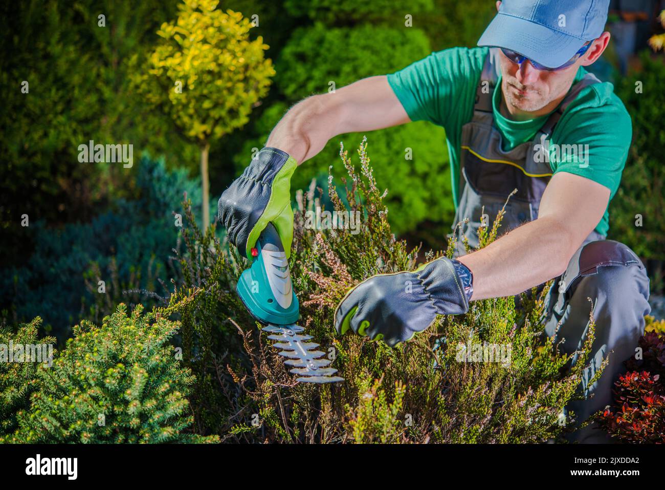 Caucasian Gardener Focused on Shaping Plant Using Hand Held Shrub Trimmer Gardening Tool. Garden Care and Maintenance Work. Professional Gardening Equ Stock Photo
