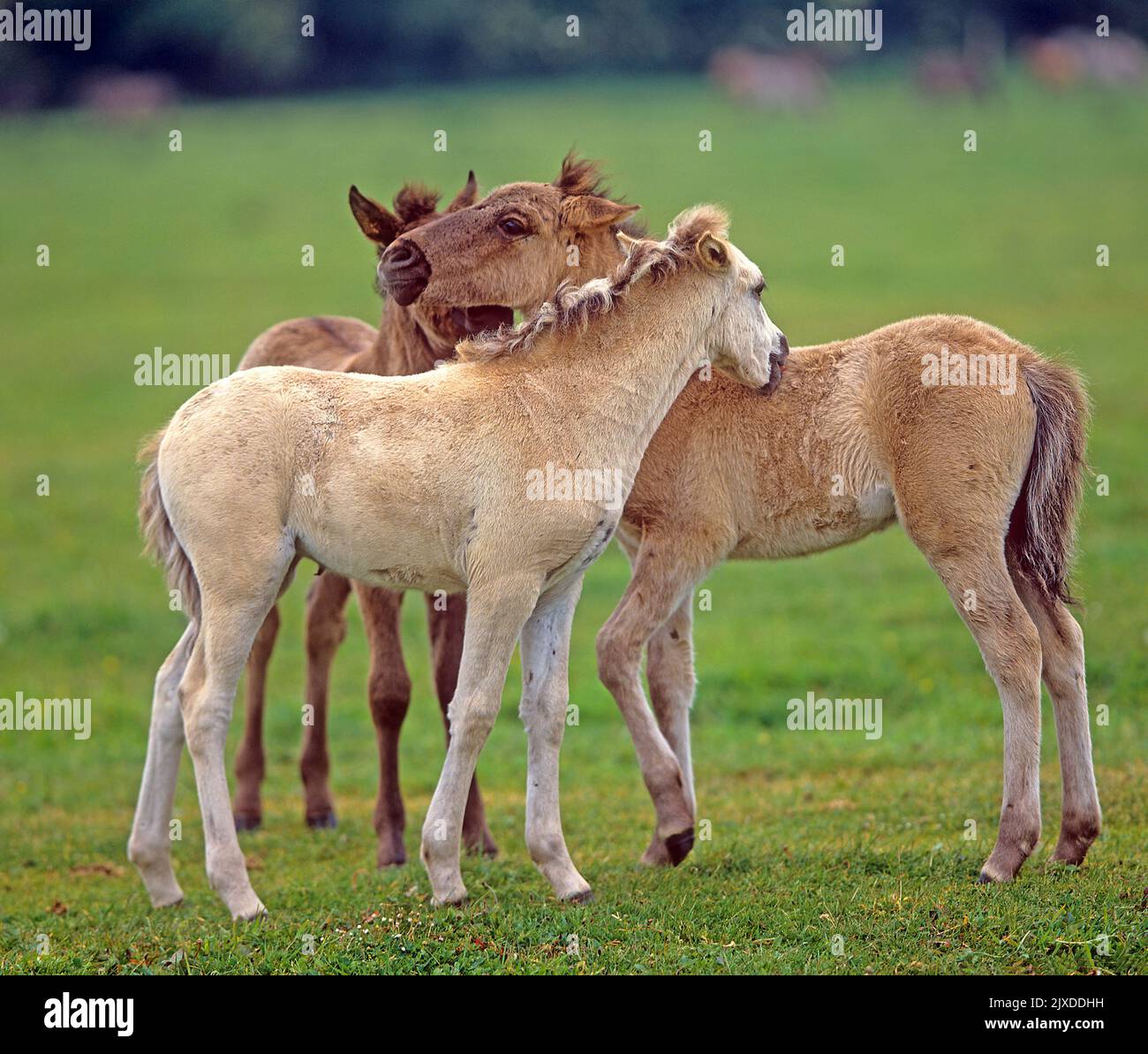 Duelmen Pony,. Three foals greet each other, get to know each other, sniff each other, new friends. Duelmen, Meerfelder Bruch, North Rhine-Westphalia. Germany Stock Photo