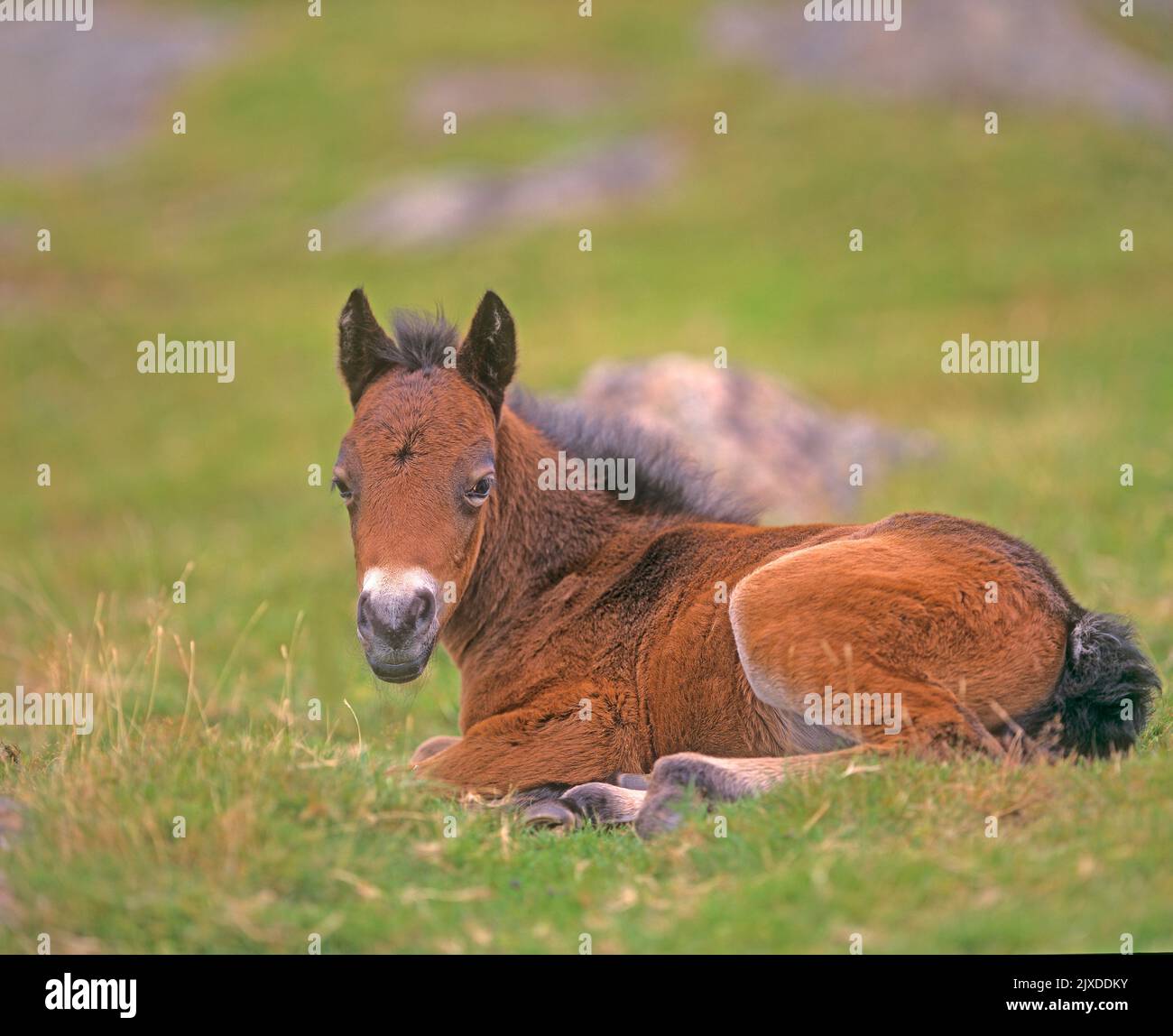 Free-ranging Dartmoor Pony. A foal lying. Dartmoor National Park, England Stock Photo