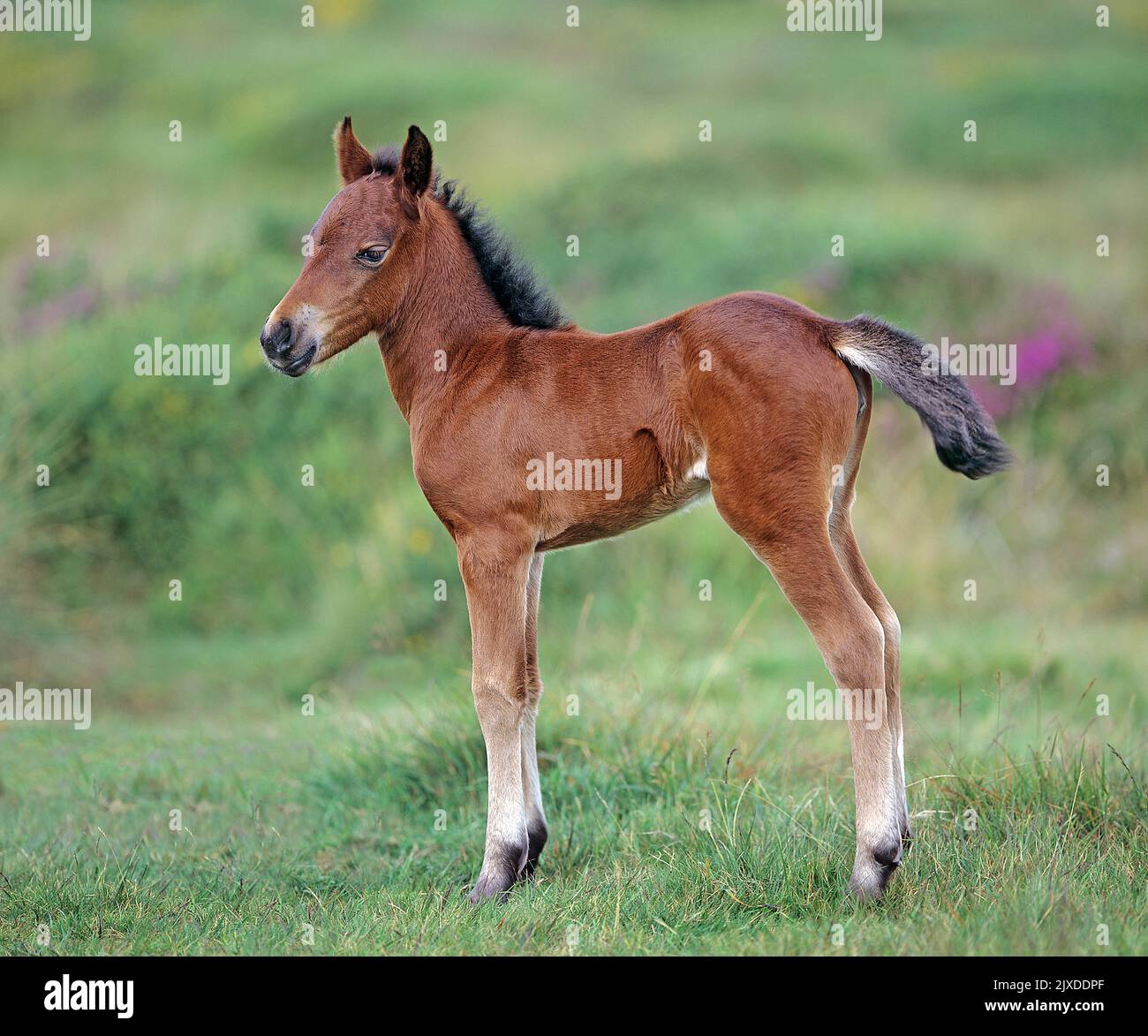 Free-ranging Dartmoor Pony. A foal standing. Dartmoor National Park, England Stock Photo