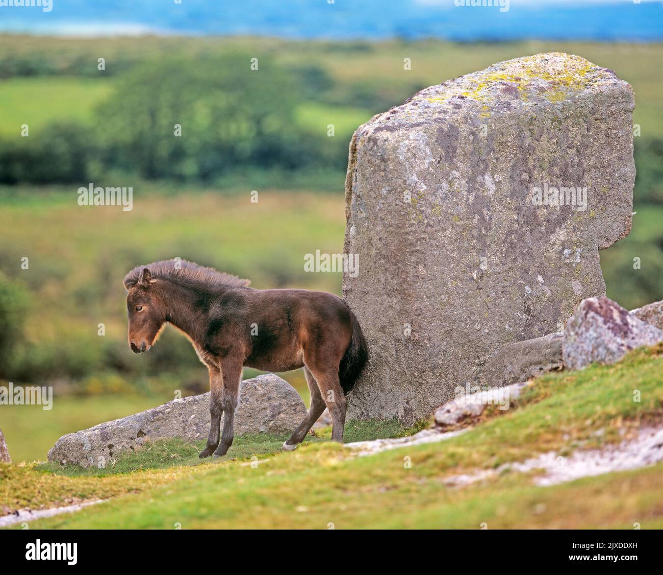 Free-ranging Dartmoor Pony. A foal rubs its buttock against a boulder. Dartmoor National Park, England Stock Photo