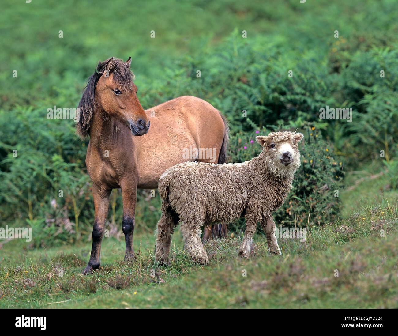 Free-ranging Dartmoor Pony. meeting Greyface Dartmoor Sheep. Dartmoor National Park, England Stock Photo
