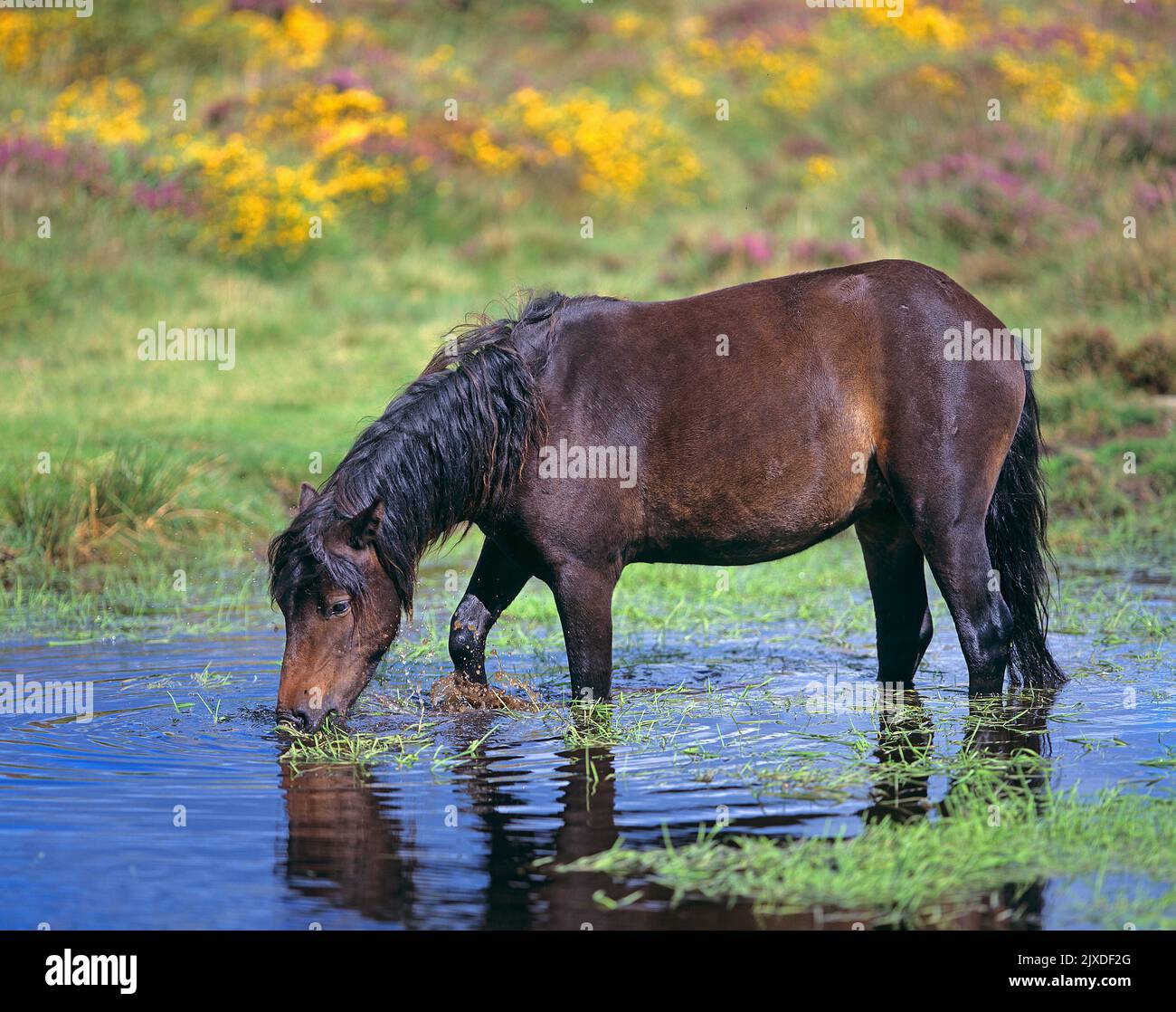 Free-ranging Dartmoor Pony grazing in a pond. Dartmoor National Park, England Stock Photo