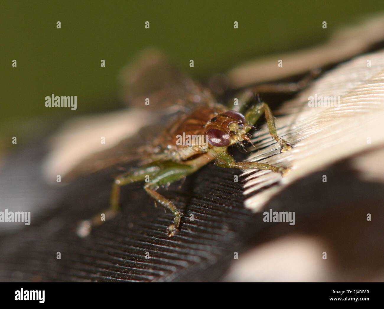 Bird Louse Fly - Ornithomya avicularia Stock Photo