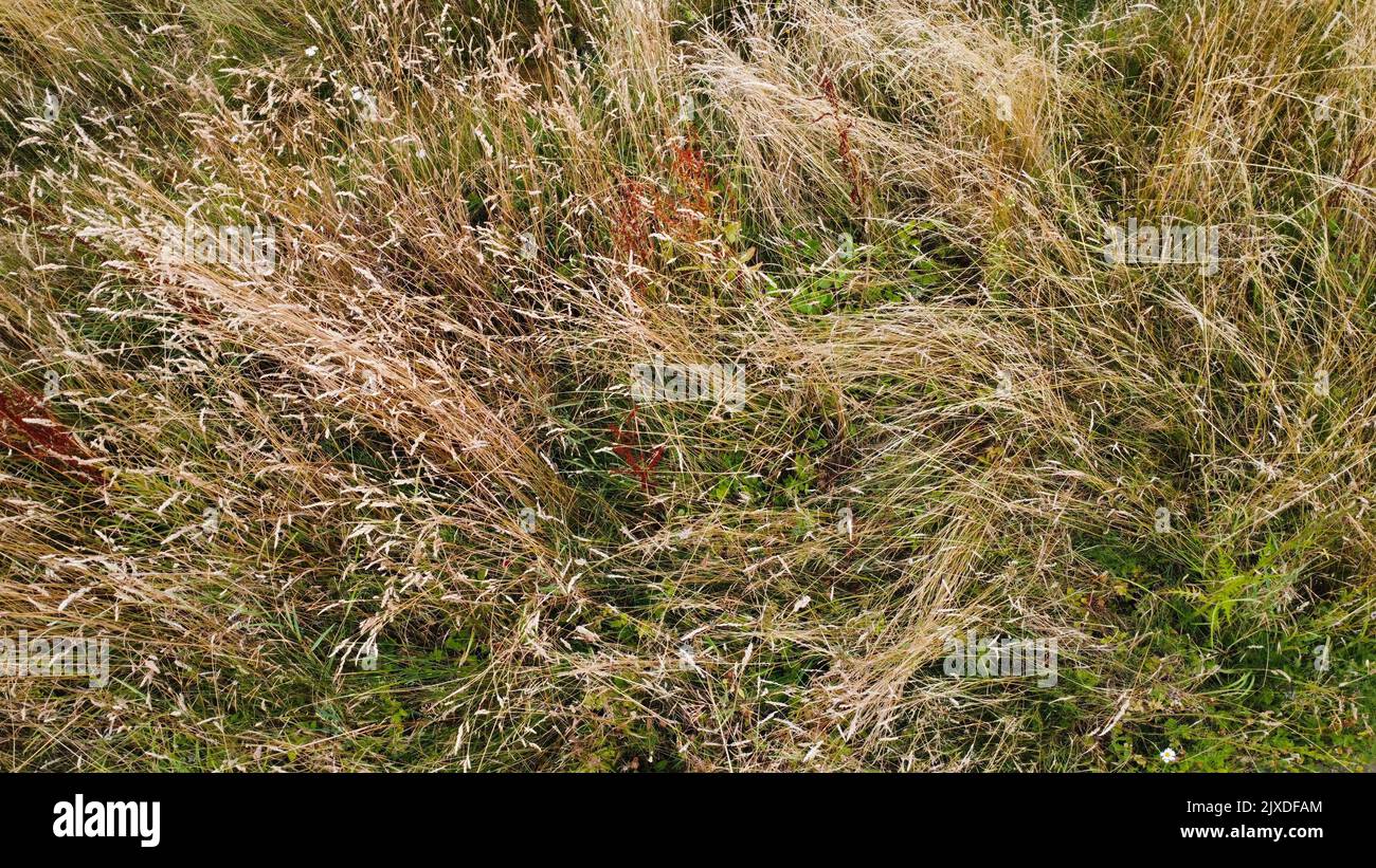 meadow aerial view - Hampshire Stock Photo