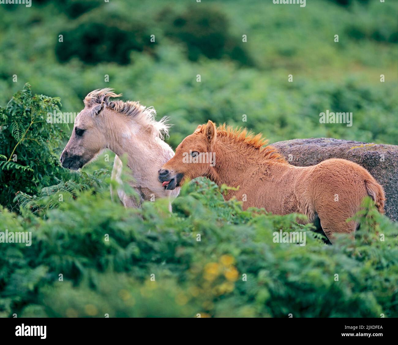 Free-ranging Dartmoor Pony. Two foals, just a few gays old,  standing in bracken. Dartmoor National Park, England Stock Photo