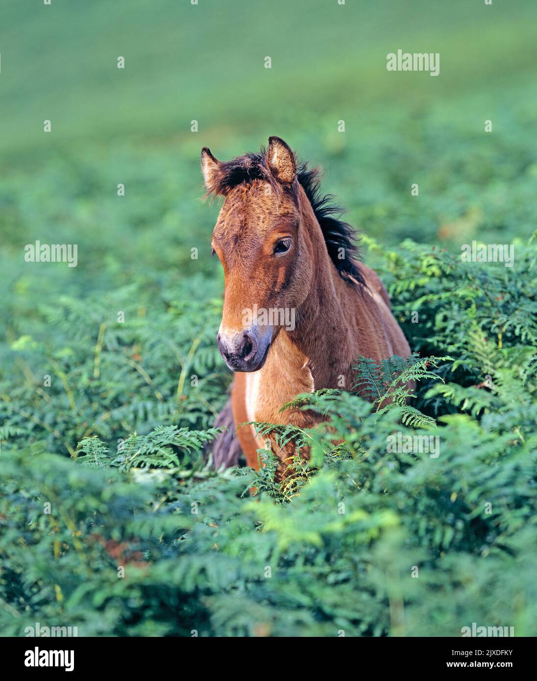Free-ranging Dartmoor Pony. Foal standing in bracken. Dartmoor National Park, England Stock Photo