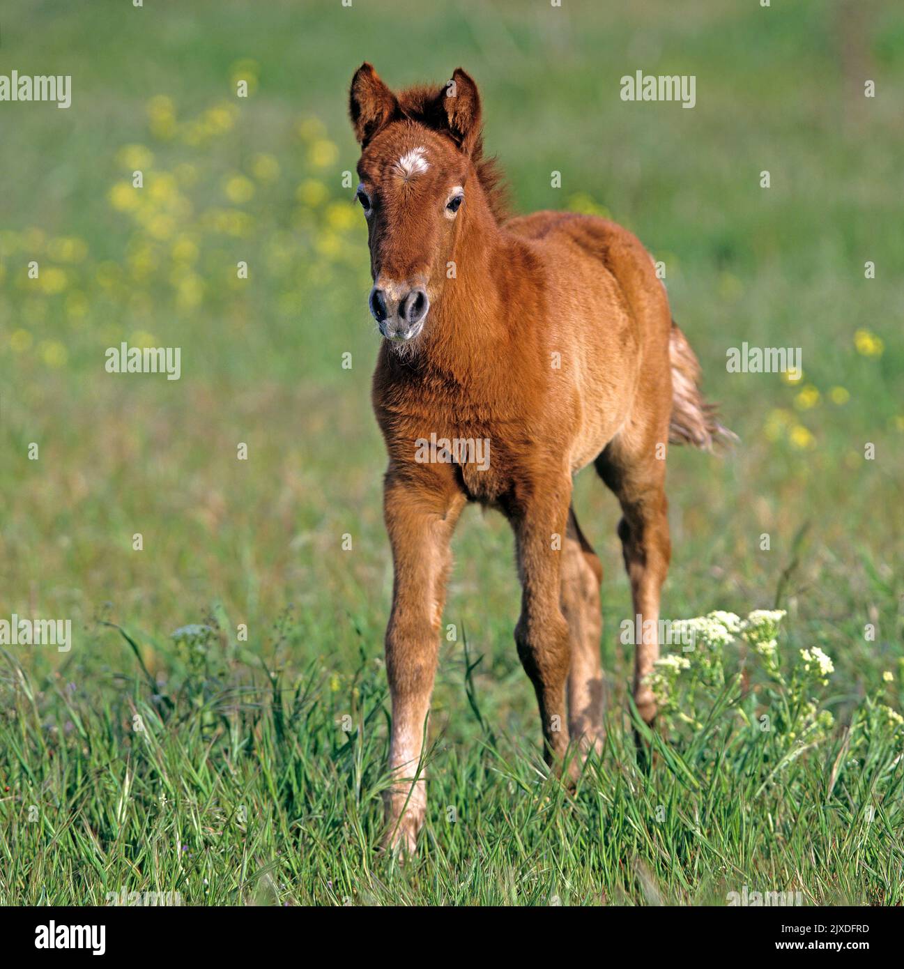 Camargue Horse. Bay foal walking on a meadow. France Stock Photo