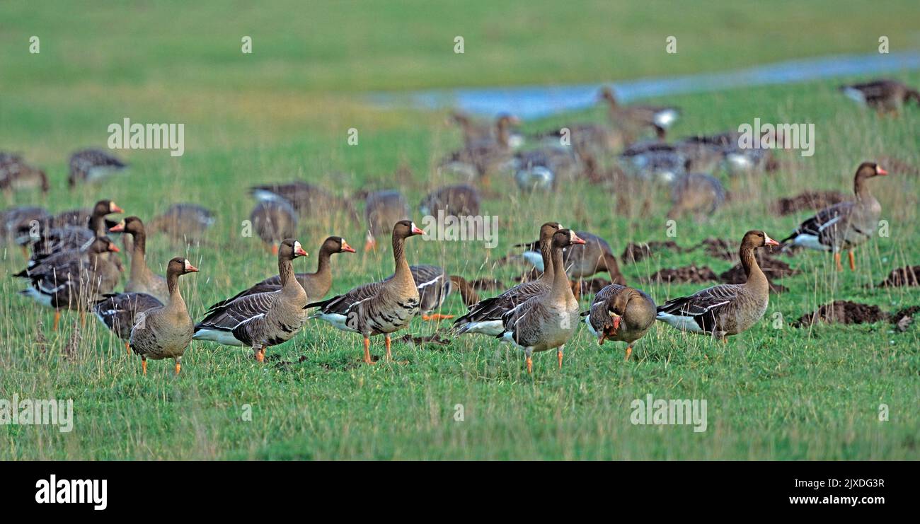 Eurasian White-fronted Goose (Anser albifrons). Wintering adults standing in a wet meadow. At the Wash in Norfolk, England Stock Photo