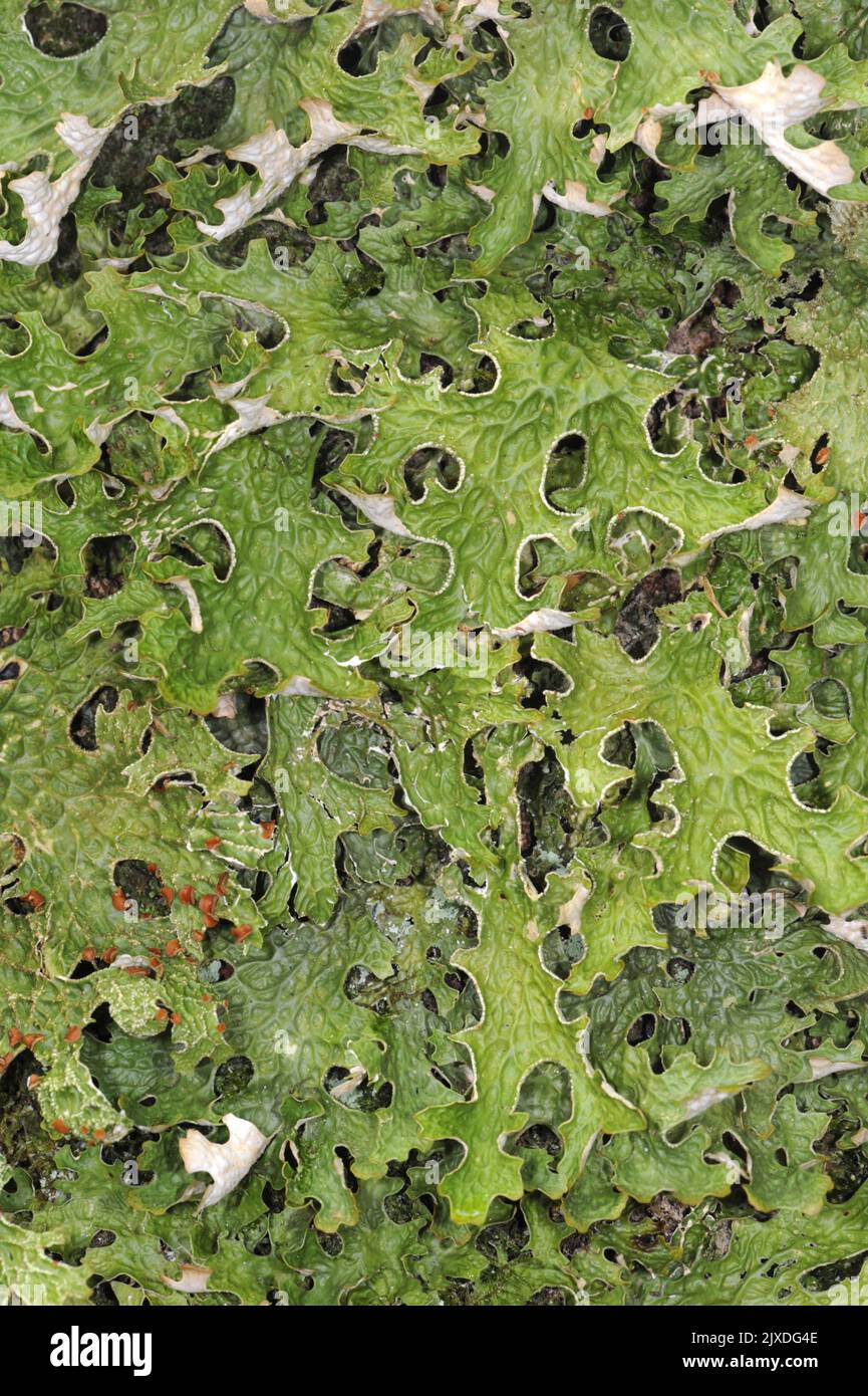 Tree Lungwort - Lobaria pulmonaria Stock Photo