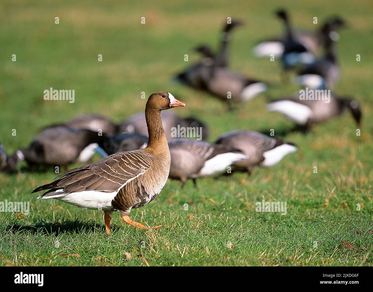 Eurasian White-fronted Goose (Anser albifrons). Wintering adult walking in a meadow, with grazing Brent Geese (Branta bernicla) in background. At the Wash in Norfolk, England Stock Photo