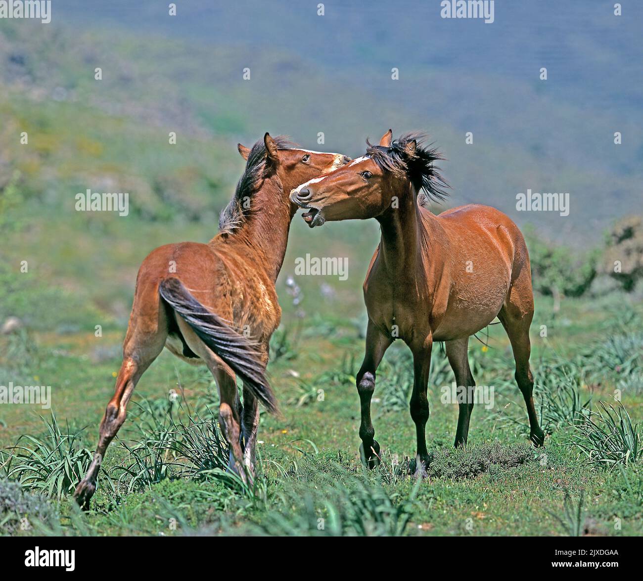Sardinian Anglo-Arab. Free-living Arabo Sardo horse. Two adult bay play