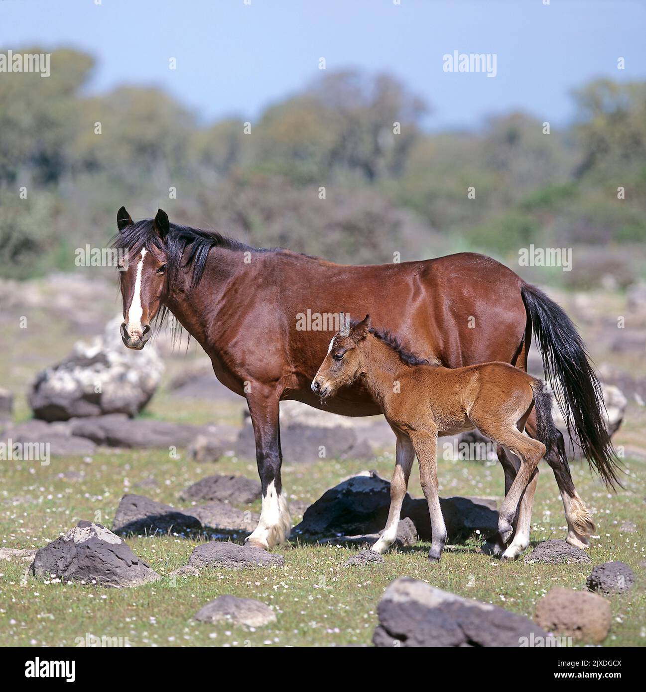 Sardinian Anglo-Arab. Free-living mare with foal standing. Giara di Gesturi, Sardinia, Italy Stock Photo
