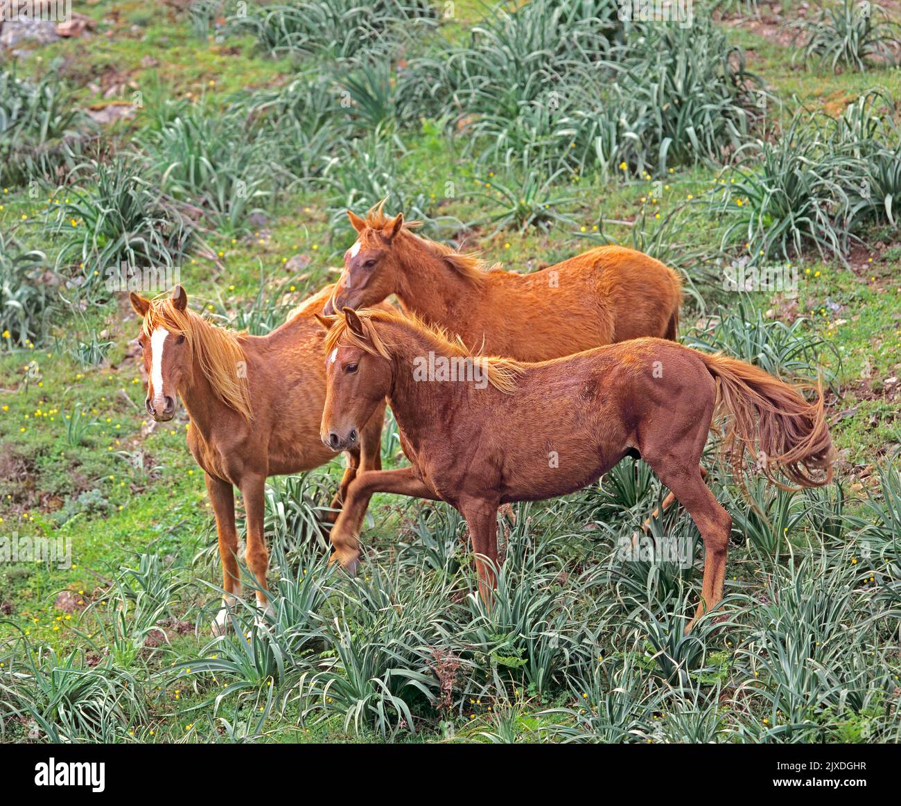 Free-living Arabo-Sardo horses among asphodel bushes on the slopes of Monte Gennargentu, Sardinia Stock Photo