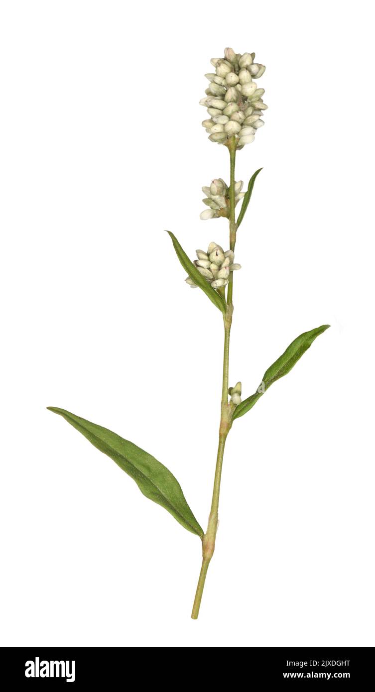 Pale Persicaria - Persicaria lapathifolia Stock Photo