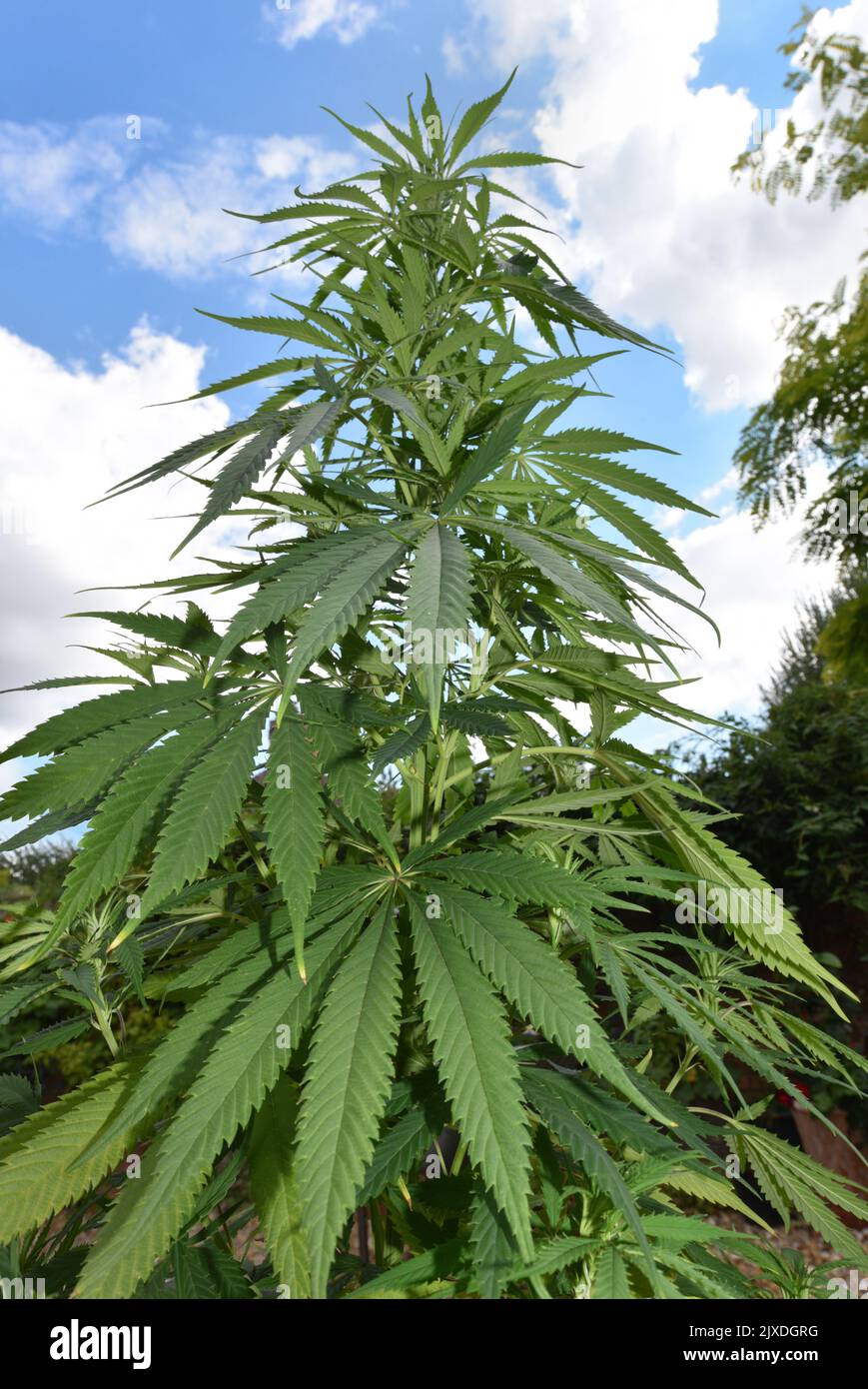 Hemp - Cannabis sativa Stock Photo