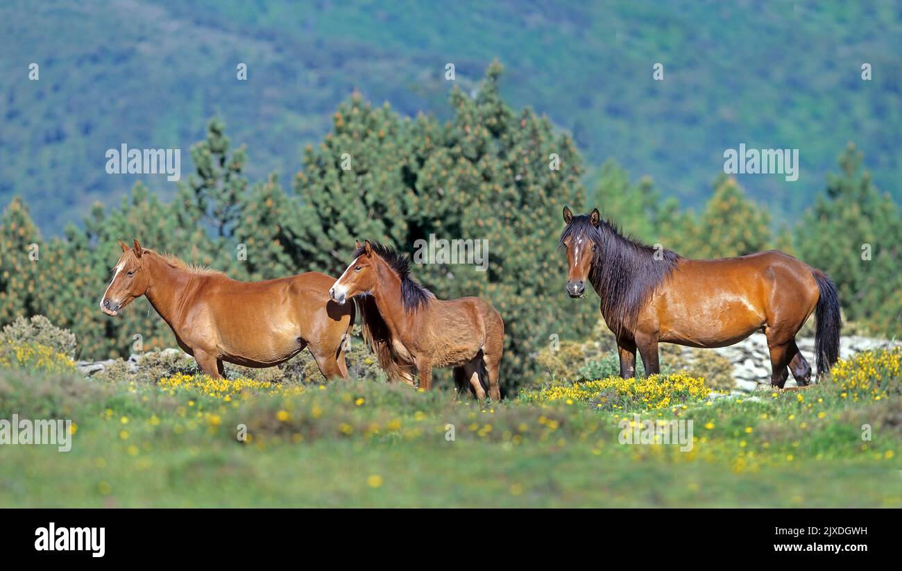 Sardinian Anglo-Arab. Free-living Arabo Sardo horses. Family at Monte Gennargentu, Sardinia, Italy Stock Photo