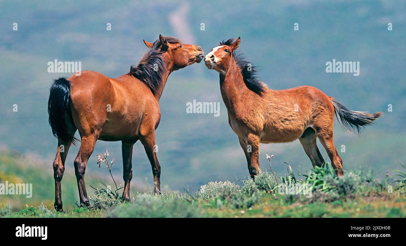 Sardinian Anglo-Arab. Free-living Arabo Sardo horse. Two adult bay horses meeting and sniffing at each other. Sardinia, Italy Stock Photo