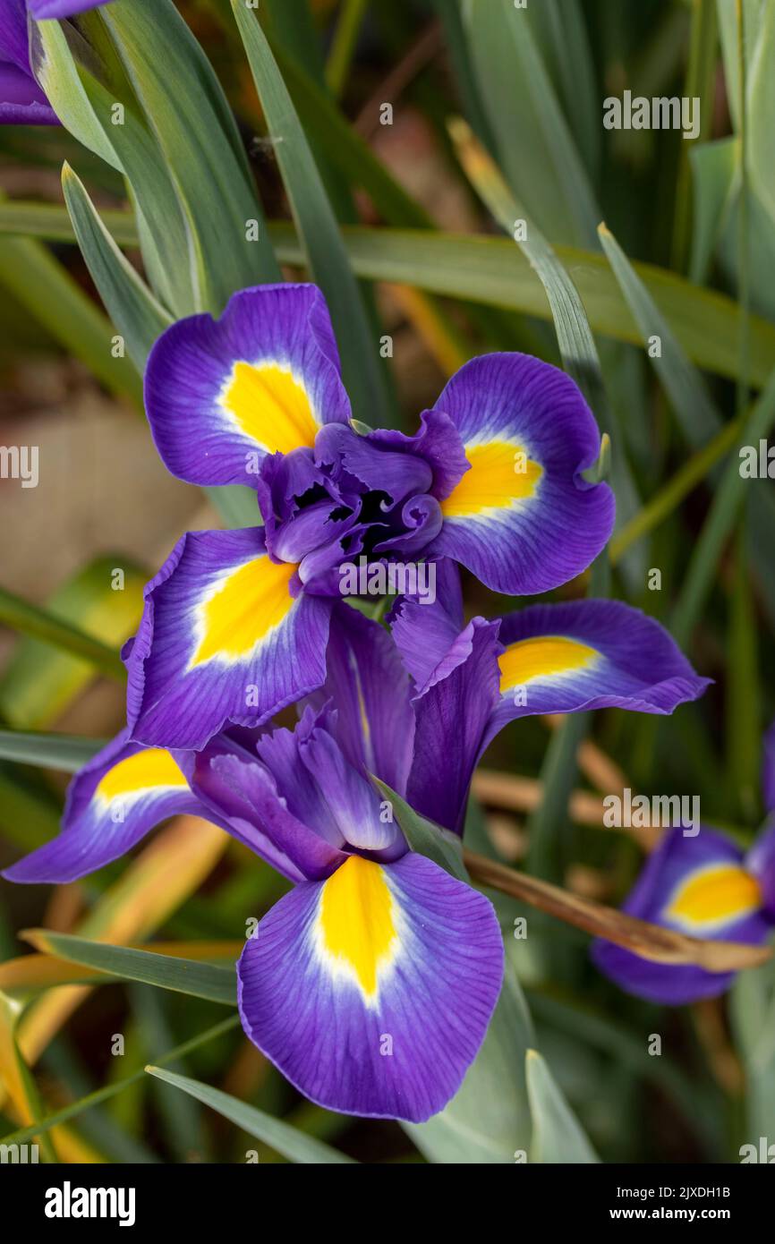 Very close up Iris garden flowers in closeup showing natural patterns