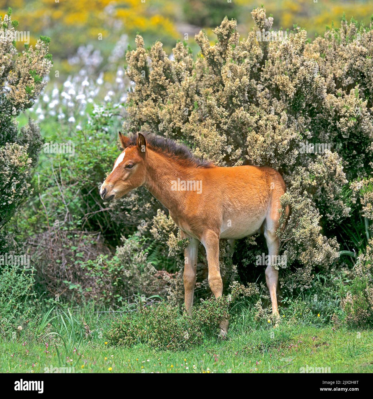 Sardinian Anglo-Arab. Free-living Arabo Sardo foal chafing on the flowering bushes of  tree heather growing on the slopes of Monte Gennargentu, Sardinia, Italy Stock Photo