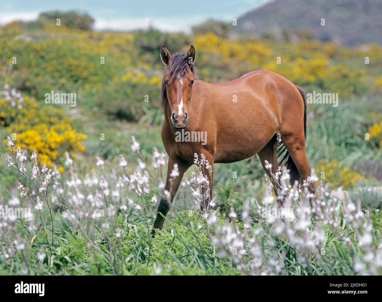 Sardinian Anglo-Arab. Free-living Arabo Sardo horse on the flowering slopes of Monte Gennargentu with broom and asphodel. Sardinia, Italy Stock Photo