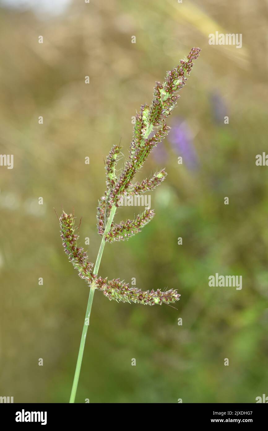 Cockspur - Echinochoa crus-galli Stock Photo