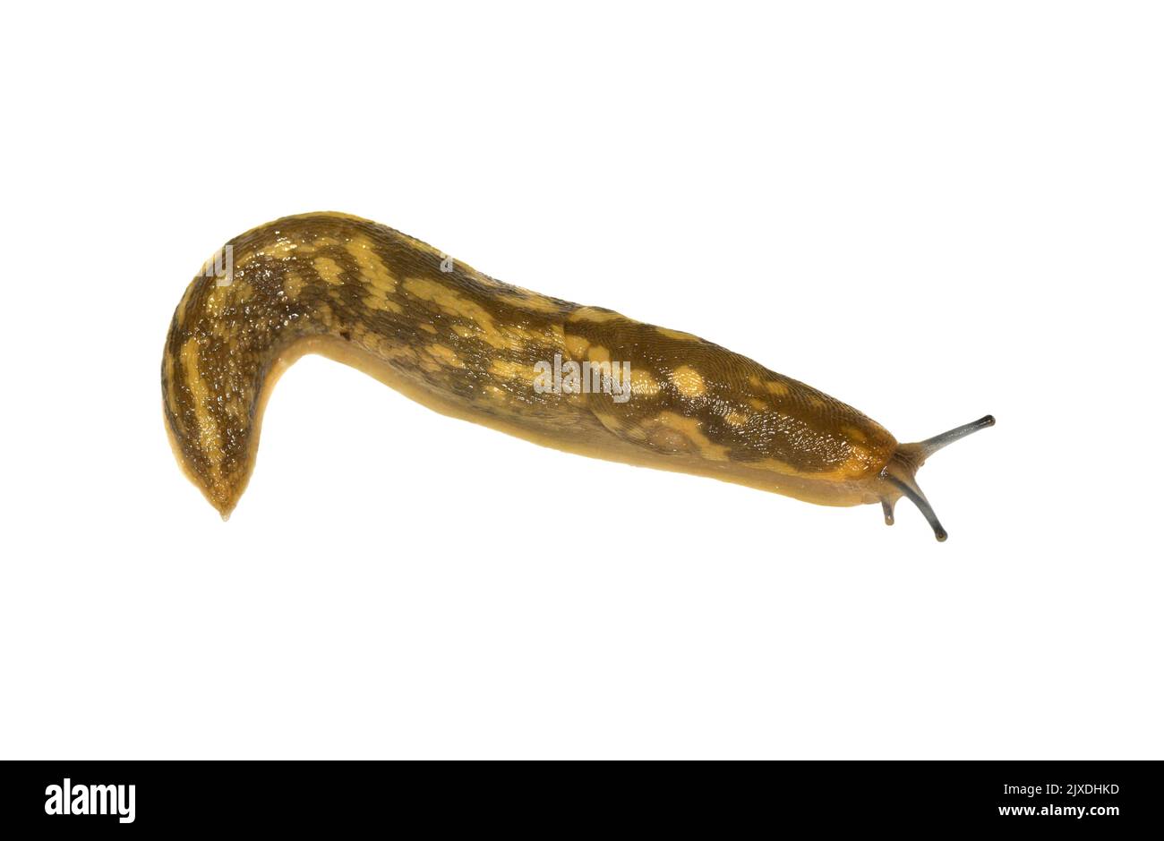 Irish Yellow Slug - Limacus maculatus Stock Photo