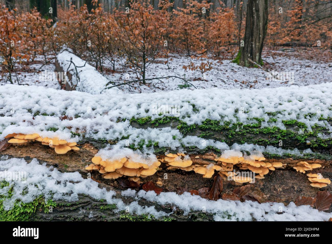 Orange Oyster, Mock Oyster (Phyllotopsis nidulans) on the trunk of a decaying Common Beech in winter. Germany Stock Photo
