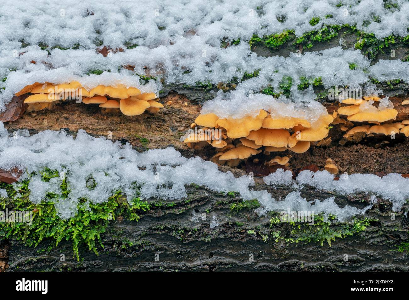 Orange Oyster, Mock Oyster (Phyllotopsis nidulans) on the trunk of a decaying Common Beech in winter. Germany Stock Photo