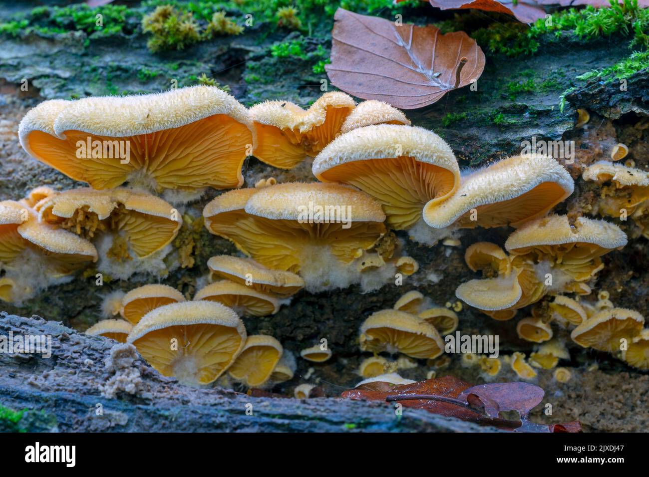 Orange Oyster, Mock Oyster (Phyllotopsis nidulans) on the trunk of a decaying Common Beech. Germany Stock Photo