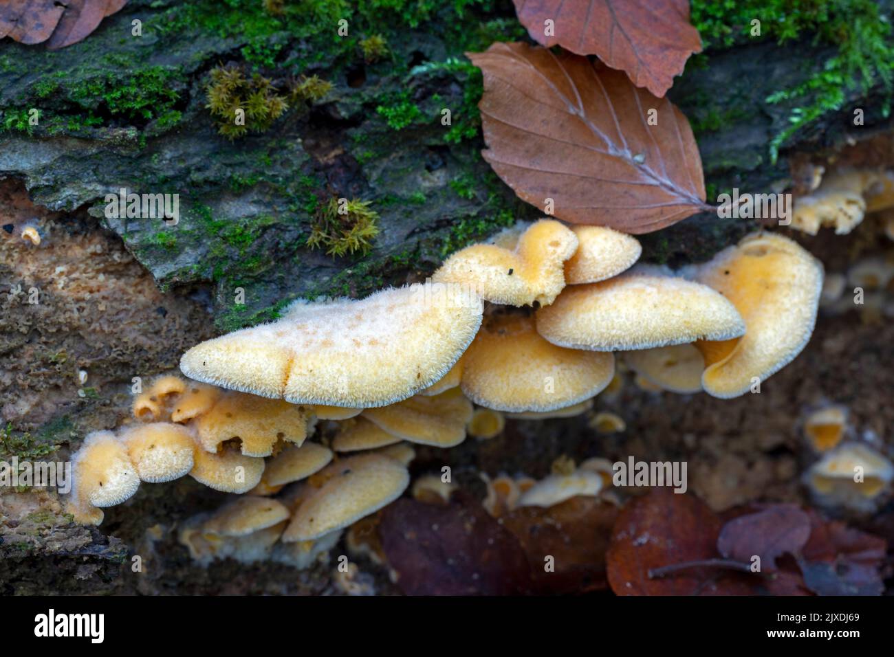 Orange Oyster, Mock Oyster (Phyllotopsis nidulans) on the trunk of a decaying Common Beech. Germany Stock Photo