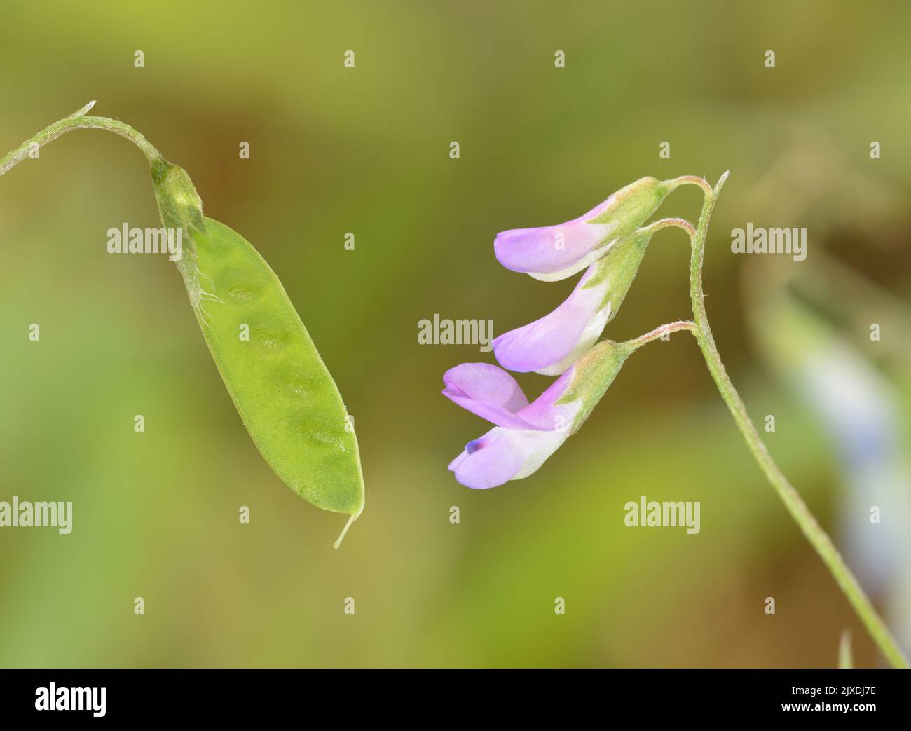 Slender Tare - Ervilia parviflora Stock Photo