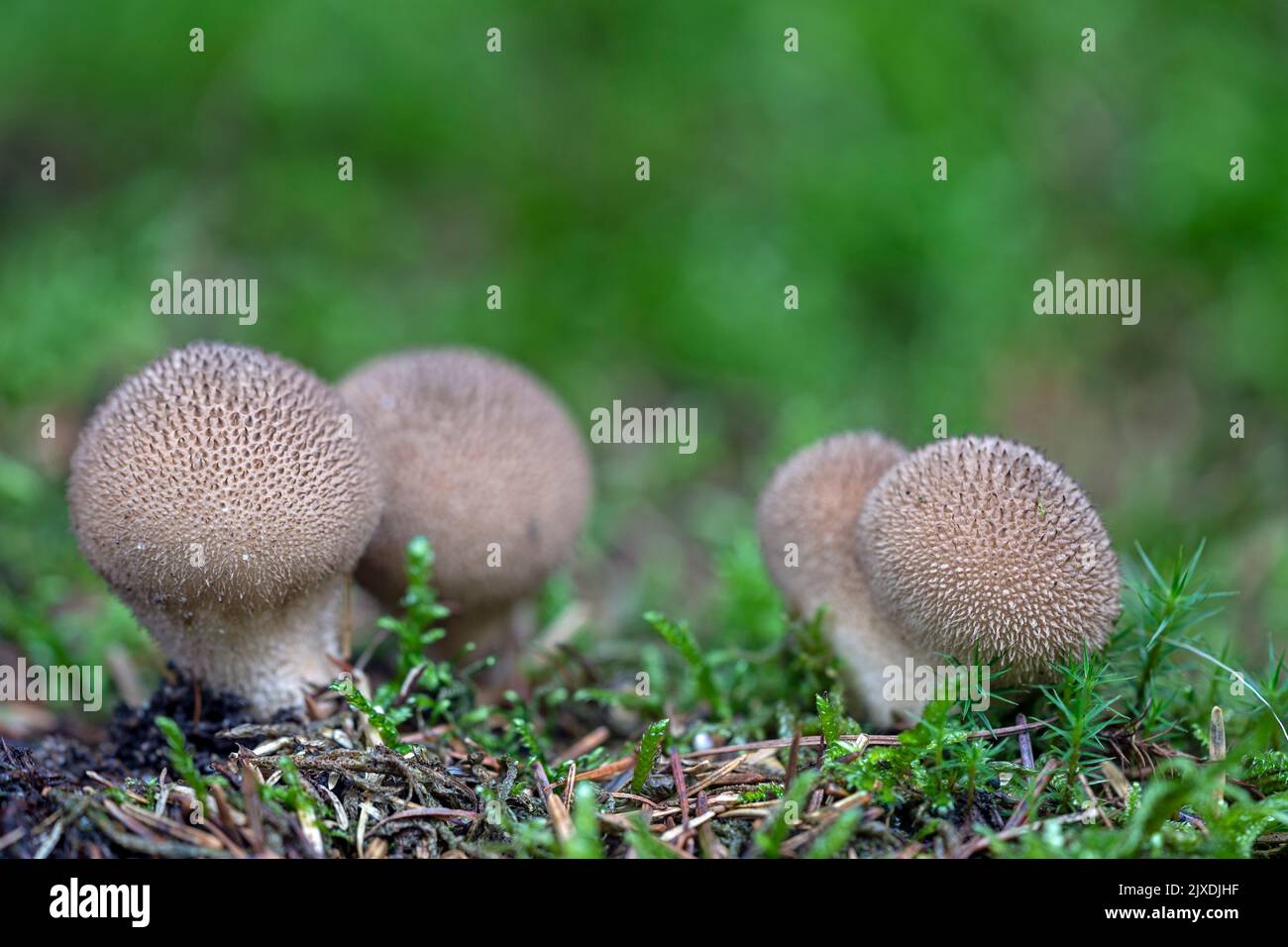 Umber-brown Puffball (Lycoperdon umbrinum) in a Danish coniferous forest Stock Photo
