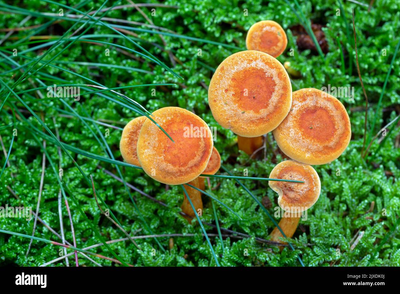 False Chanterelle (Hygrophoropsis aurantiaca). Group of juveniles on a moss. Denmark Stock Photo
